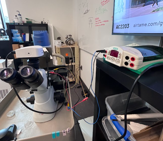 Electric Field Apparatus setup using Biorad power source and custom banana clips to ensure proper connection